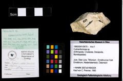 Foto (Objekt + Etiketten) von Culmenformosa sp. 